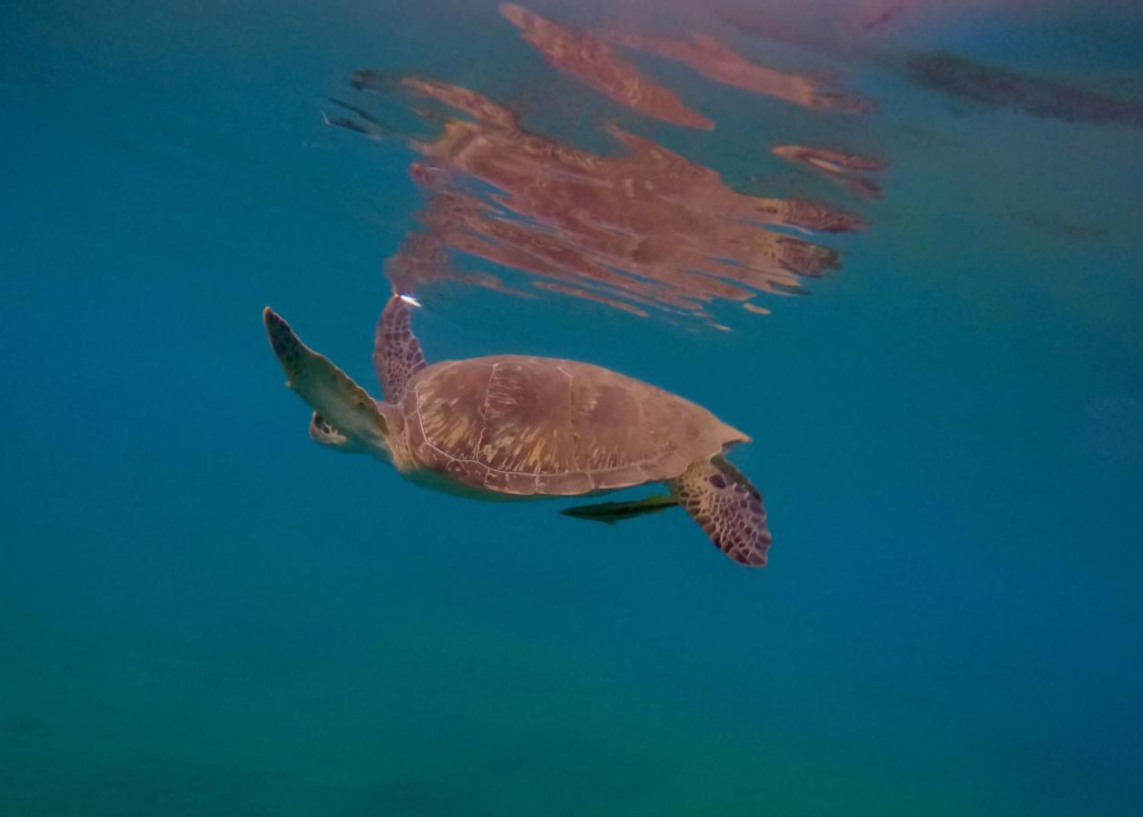 La Plage Martinique 舍尔谢 外观 照片